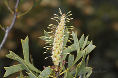 Petrophile shuttleworthiana