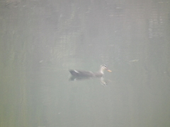 Anas platyrhynchos domesticus