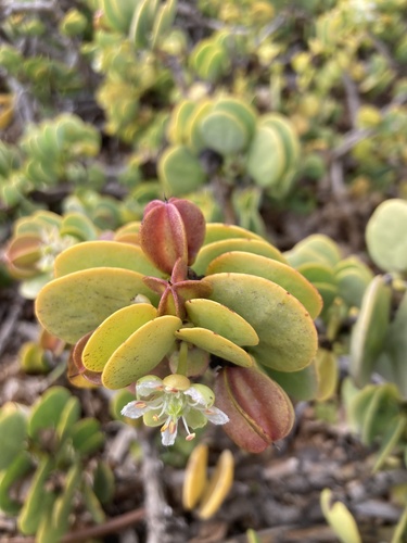 Tetraena stapfii image