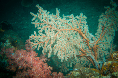 Chironephthya