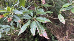 Schima superba kankaoensis