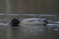 Anas platyrhynchos domesticus