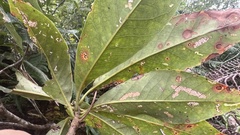 Schima superba kankaoensis