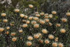 Banksia carlinoides