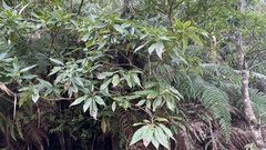 Schima superba kankaoensis