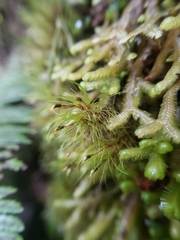 Dicranoloma menziesii