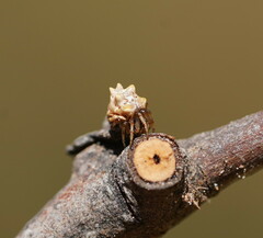 Phoroncidia sextuberculata