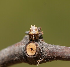 Phoroncidia sextuberculata