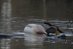 Anas platyrhynchos domesticus