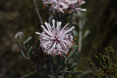 Petrophile linearis