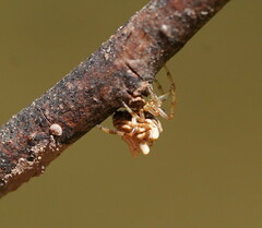 Phoroncidia sextuberculata