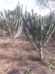 Euphorbia kamerunica image