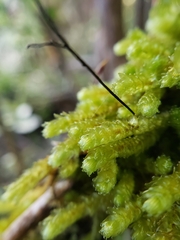 Cladomnion ericoides