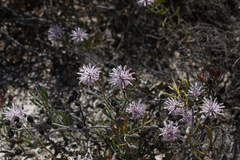 Petrophile linearis