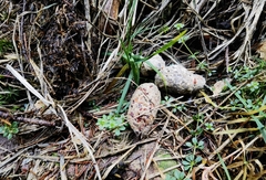 Tetrao urogallus