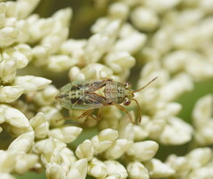 Germalus victoriae