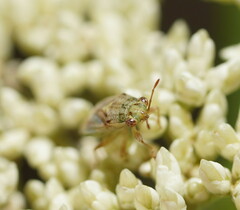 Germalus victoriae