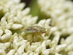 Germalus victoriae