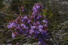 Calytrix leschenaultii