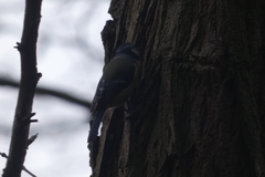 Cyanistes caeruleus