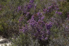 Calytrix leschenaultii