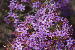 Calytrix leschenaultii