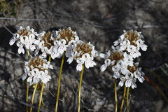 Stylidium crossocephalum