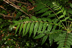 Ailanthus triphysa