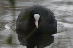 Fulica atra