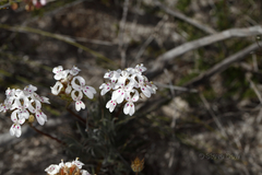 Stylidium crossocephalum