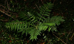 Ailanthus triphysa