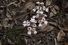 Stylidium crossocephalum