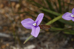 Patersonia occidentalis