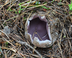 Sarcosphaera coronaria