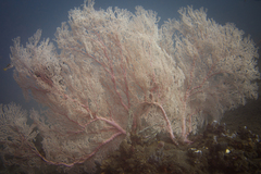 Melithaea ochracea
