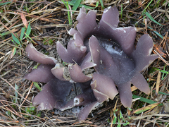 Sarcosphaera coronaria