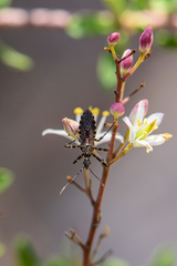 Trachylestes turneri