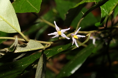 Solanum corifolium