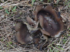 Sarcosphaera coronaria