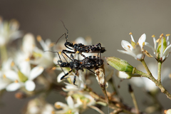 Trachylestes turneri