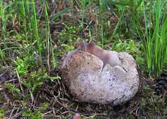 Sarcosphaera coronaria