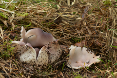 Sarcosphaera coronaria