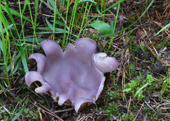 Sarcosphaera coronaria