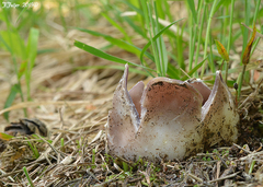 Sarcosphaera coronaria