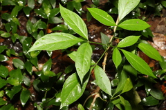 Sambucus australasica
