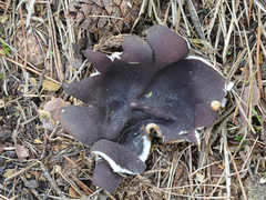Sarcosphaera coronaria