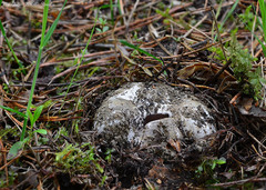 Sarcosphaera coronaria