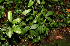 Sambucus australasica