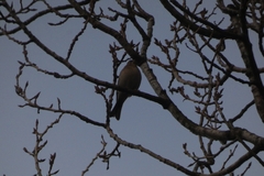 Fringilla coelebs