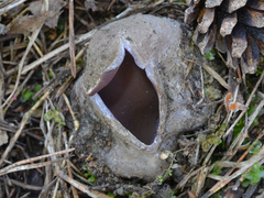 Sarcosphaera coronaria